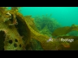 Kelp Dive 2 1391
